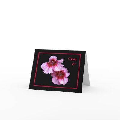 Dianthus Thank You by Bebops