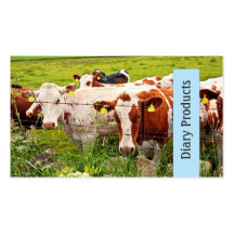 Diary Products, cows close up business card