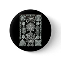 Diatoms Pins