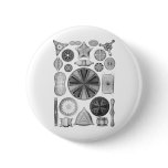 Diatoms Pinback Buttons