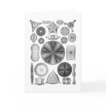 Diatoms Card