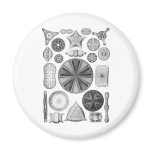 Diatoms Fridge Magnet
