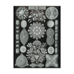Diatoms Postcards