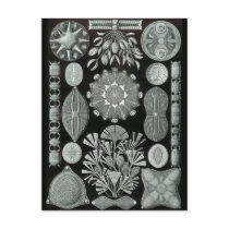 Diatoms Postcards