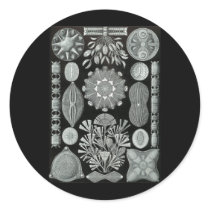 Diatoms Round Sticker