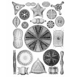 Diatoms t-shirts