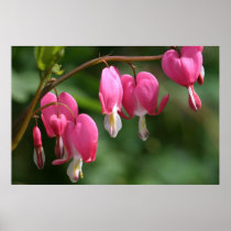 Dicentra spectabilis print