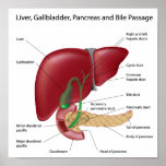 Digestive organs Poster