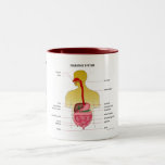Digestive system... mug