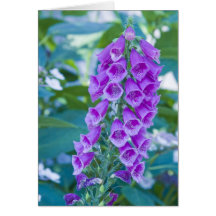"Digitale pourpre de forêt # 1" Cartes
