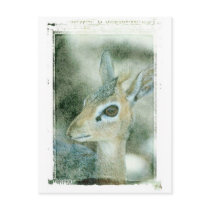 Dik Dik Post Cards