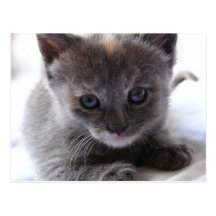 Dilute Tortoiseshell Kitten Postcard
