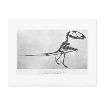 Dimorphodon macronyx art postcard