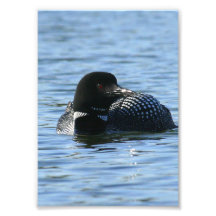 Dingue commun impressions photo