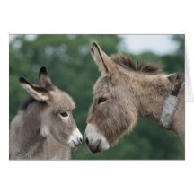 Dinky donkey greeting cards