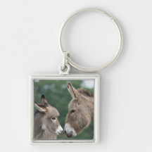 Dinky donkey key chains