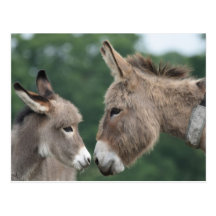 Dinky donkey postcards
