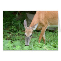 Dinner Time Greeting Cards