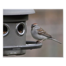 Dinner Time Photographic Print