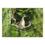 Dinosaur card