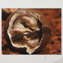 Dinosaur egg with embryo custom flyer