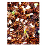 Dirt Plants Sprouts Seedlings Postcards