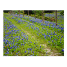 Dirt Roads Postcard