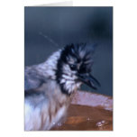 Dirty Bird Greeting Card