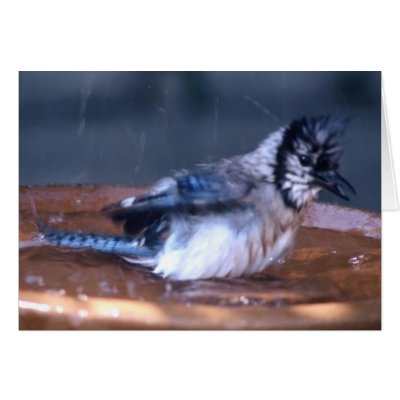 Dirty Bird Cards by roimim