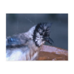 Dirty Bird