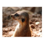 Dirty Meerkat Postcard