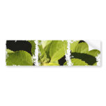 Dirty Photo Bumper Sticker