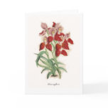 Disa uniflora greeting cards