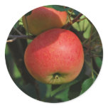 Discovery Apples Stickers