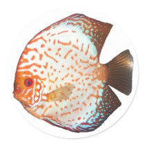 Discus Sticker