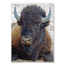 Distant Dreamer Buffalo 5x7 Photographic Print