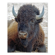 Distant Dreamer Buffalo 8x10 Photographic Print