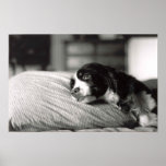 Diva Posters