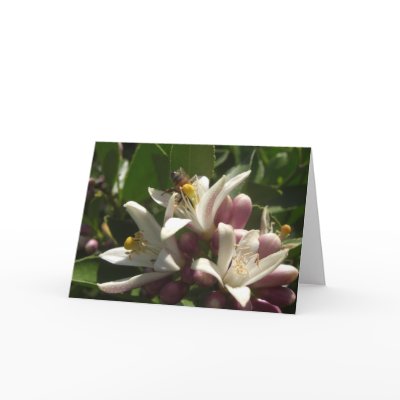 Dive In Add-Your-Greeting Cards by wingedturtle
