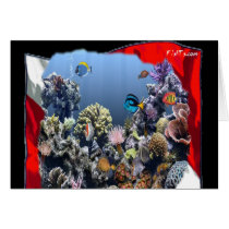 Divers Den Collection