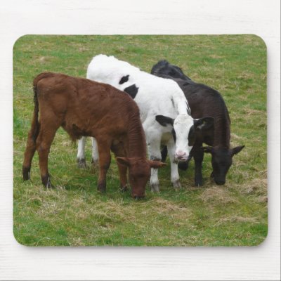 Diversity - Multicolored Cattle by RedneckHillbillies