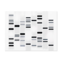 DNA Code Art Black on White Postcards