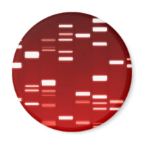 DNA Genetic Code Red Fridge Magnet