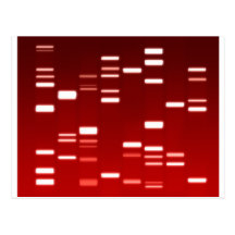 DNA Genetic Code Red Post Cards