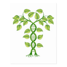 DNA plant concept Postcards