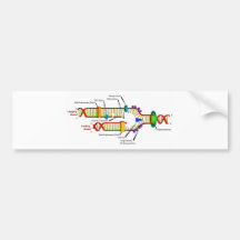 DNA replication Bumper Sticker
