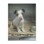 Do I look mean to you? Postcards