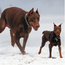 Doberman Photosculpture, Doberman Photo Sculpture
