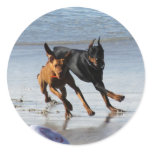 Doberman and Rhodesian Ridgeback - Frisbee Play Stickers