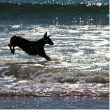 Doberman Photosculpture, Doberman Photo Sculpture